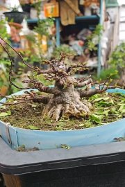 Bé Thủy hạng sang có số má trong làng bông sai