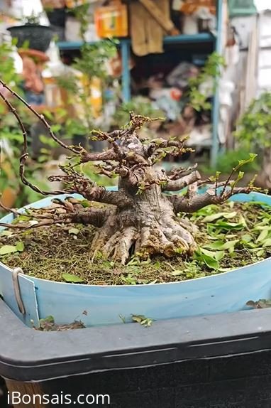 Bé Thủy hạng sang có số má trong làng bông sai