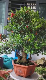 Scopolia nana tree with fruits
