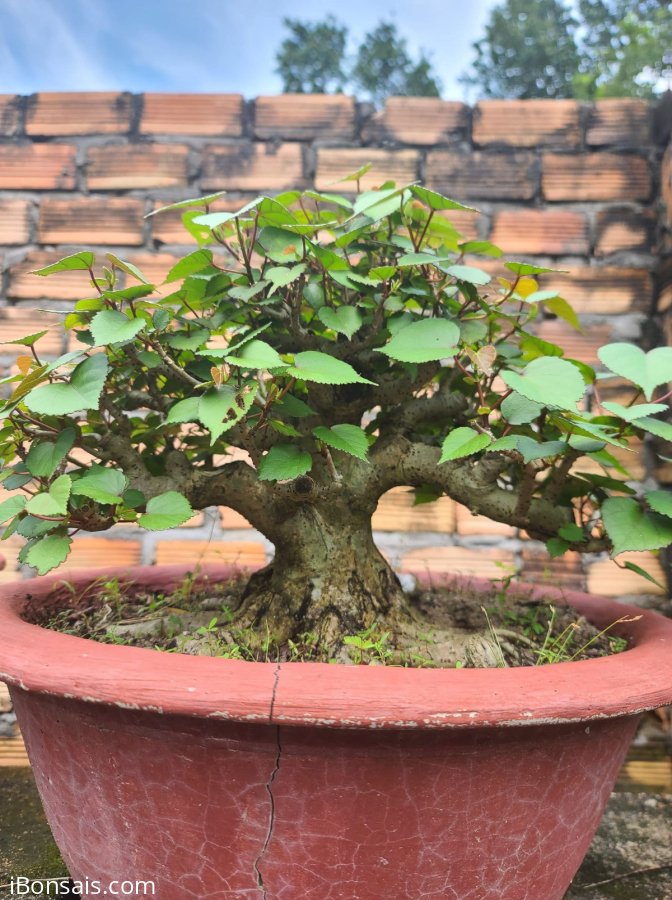 Chuyển đổi sang size mini....nên vườn cần thanh lý...