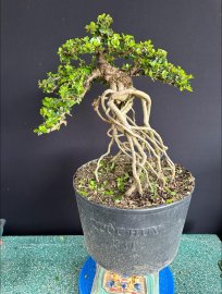 Antidesma acidum tree