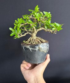 Linh sam siêu hoa vài trăm ka