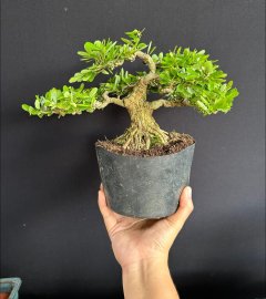Linh sam siêu hoa vài trăm ka