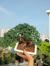 Ehretia Microphylla bonsai tree