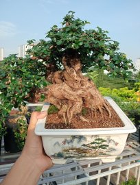 Ehretia Microphylla bonsai tree