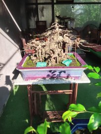 Lovely mature bonsai tree in the pot
