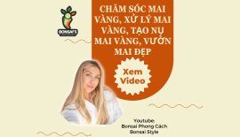 Chăm sóc mai vàng, xử lý mai vàng, tạo nụ mai vàng, vườn mai đẹp