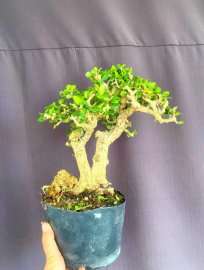 Antidesma acidum tree