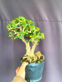 Antidesma acidum tree