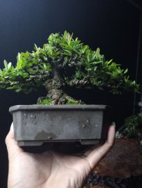 Trang đỏ mini❤️