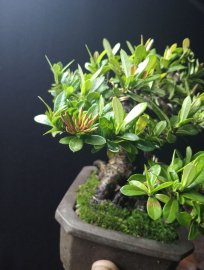 Trang đỏ mini❤️