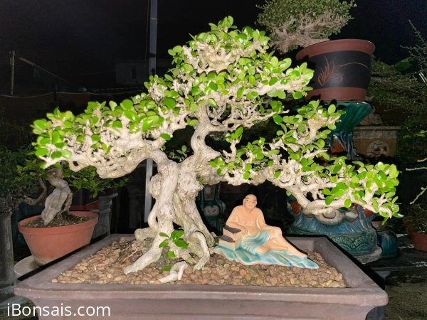 Antidesma acidum mountain tree