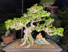 Antidesma acidum mountain tree