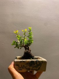 Scopolia nana mini tree