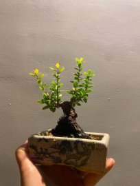 Scopolia nana mini tree