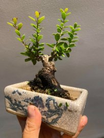 Scopolia nana mini tree