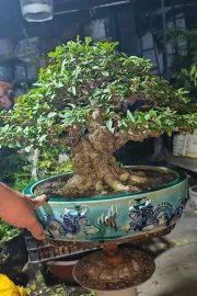 Mai chiếu thủy