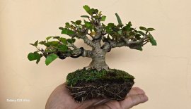 Waru mini tree