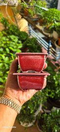 Shoseki bonsai pots