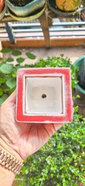 Cặp chậu Shoseki men thúy hồng lâu năm quá đẹp để ACE lựa chọn