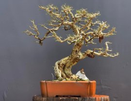 Lovely bonsai artwork