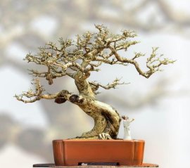 Lovely bonsai artwork