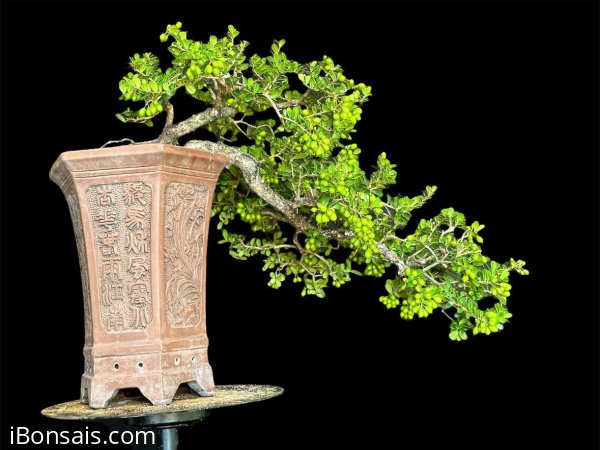 Scopolia nana tree with fruits