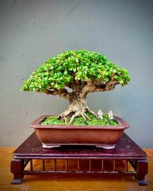 Antidesma acidum mountain tree
