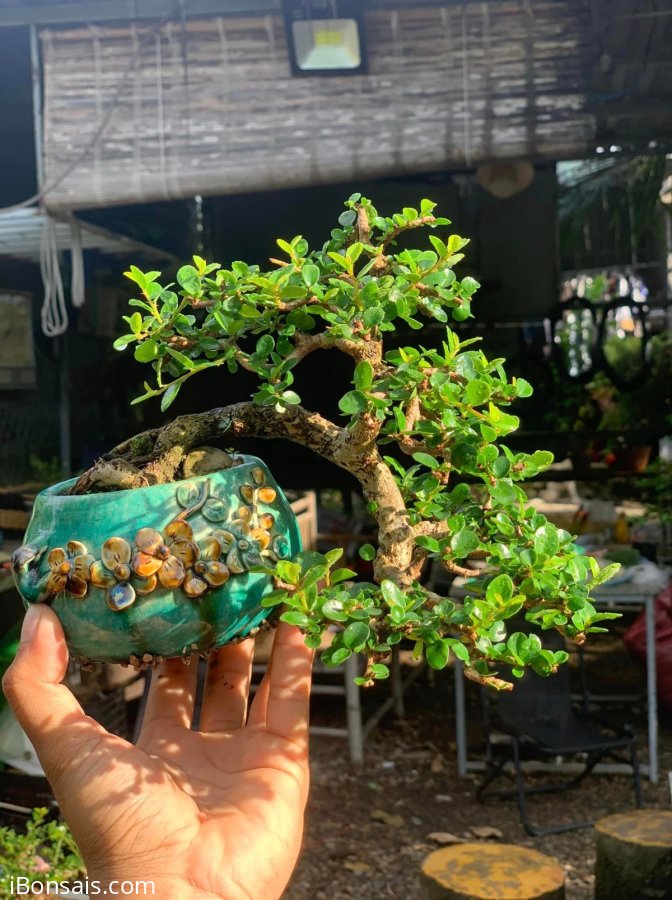Antidesma acidum mountain tree