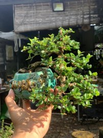 Antidesma acidum mountain tree