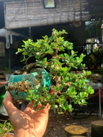 Antidesma acidum mountain tree