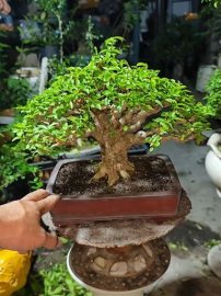 Mai chiếu thủy
