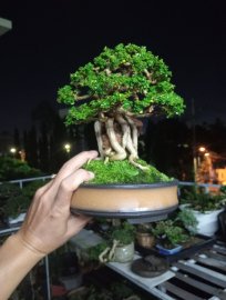 Sam hương ôm đá