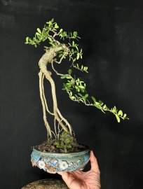 Scopolia nana tree