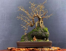 Antidesma acidum tree in the mountain