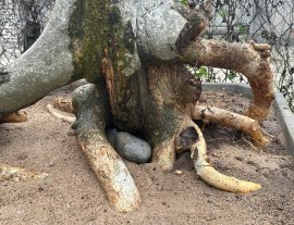 Streblus asper Lour tree