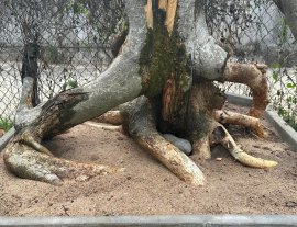 Streblus asper Lour tree