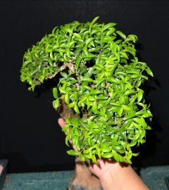 Mai chiếu thuỷ lá trung tàn siêu mịn