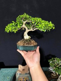 Mai chiếu thuỷ lá trung tàn siêu mịn
