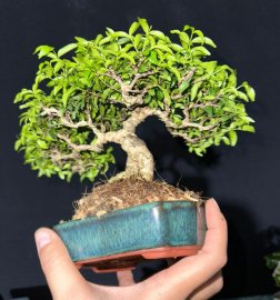 Mai chiếu thuỷ lá trung tàn siêu mịn
