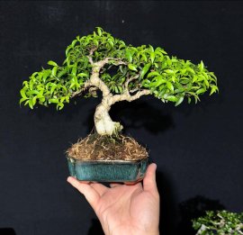 Mai chiếu thuỷ lá trung tàn siêu mịn