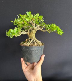 Nhân dịp 20/10 e vui quá giảm giá mạnh cho khách nhen