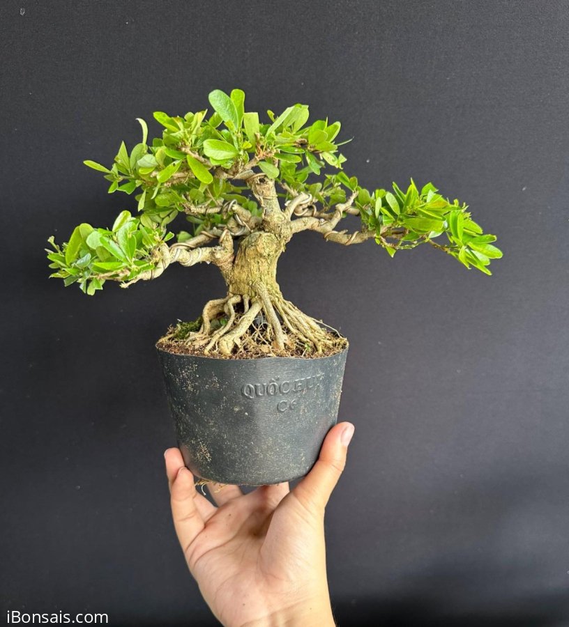 Nhân dịp 20/10 e vui quá giảm giá mạnh cho khách nhen