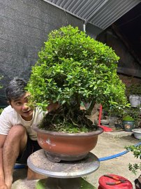Scopolia nana tree