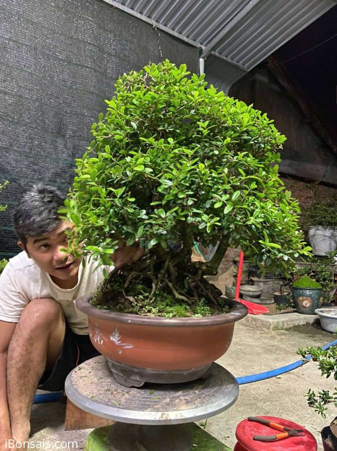 Scopolia nana tree
