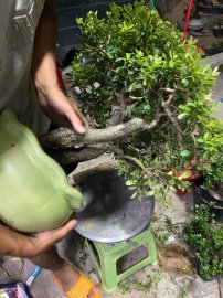Scopolia nana tree