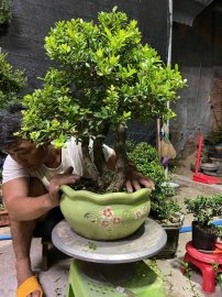 Scopolia nana tree
