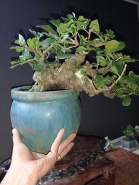 Red Barringtonia tree