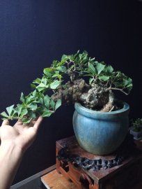 Red Barringtonia tree