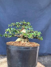 Thanh lý cho ae tập chơi củ sam núi trực pin